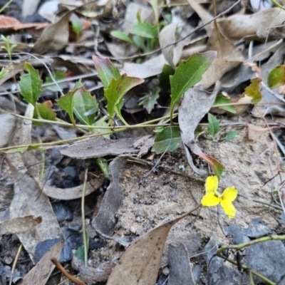 Goodenia hederacea subsp. hederacea (Ivy Goodenia, Forest Goodenia) at Black Mountain - 17 Sep 2023 by Csteele4