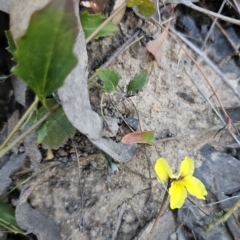 Goodenia hederacea subsp. hederacea at Canberra Central, ACT - 17 Sep 2023 03:41 PM