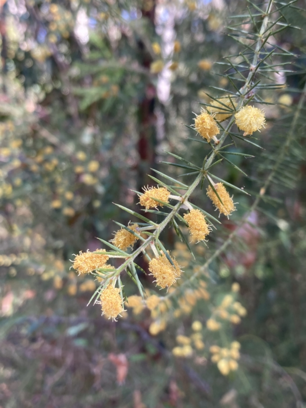 Acacia verticillata at Mallacoota, VIC - 10 Sep 2023
