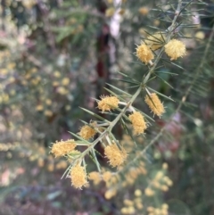 Acacia verticillata (Prickly Moses) at Mallacoota, VIC - 10 Sep 2023 by AnneG1