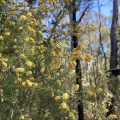 Acacia verticillata at Mallacoota, VIC - 10 Sep 2023