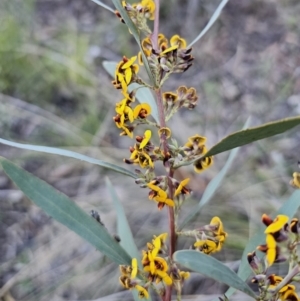 Daviesia mimosoides subsp. mimosoides at Canberra Central, ACT - 17 Sep 2023