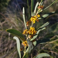 Daviesia mimosoides subsp. mimosoides at Canberra Central, ACT - 17 Sep 2023