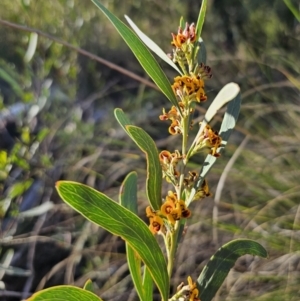 Daviesia mimosoides subsp. mimosoides at Canberra Central, ACT - 17 Sep 2023