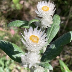Coronidium elatum subsp. elatum (Tall Everlasting) at Mallacoota, VIC by AnneG1
