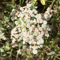 Spyridium parvifolium (Dusty Miller) at Mallacoota, VIC - 10 Sep 2023 by AnneG1