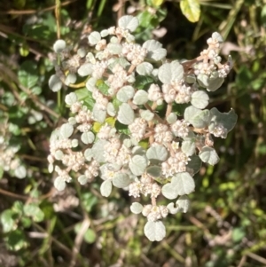 Spyridium parvifolium at Mallacoota, VIC - 10 Sep 2023