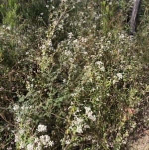 Spyridium parvifolium at Mallacoota, VIC - 10 Sep 2023