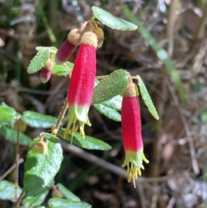 Correa reflexa at Mallacoota, VIC - 10 Sep 2023 10:37 AM