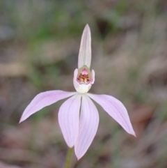 Caladenia carnea (Pink Fingers) at Mallacoota, VIC - 10 Sep 2023 by AnneG1