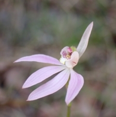 Caladenia carnea at Mallacoota, VIC - suppressed