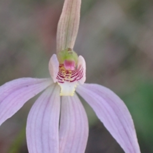 Caladenia carnea at Mallacoota, VIC - suppressed