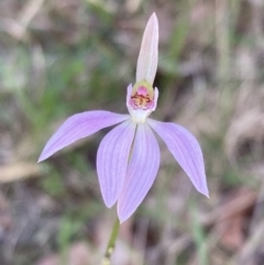 Caladenia carnea at Mallacoota, VIC - 10 Sep 2023