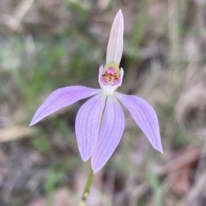 Caladenia carnea at Mallacoota, VIC - suppressed