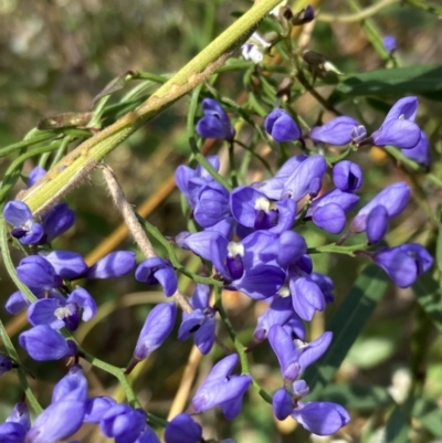 Comesperma volubile (Love Creeper) at Mallacoota, VIC - 10 Sep 2023 by AnneG1