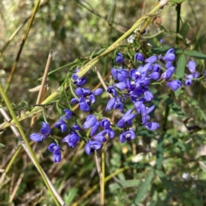 Comesperma volubile at Mallacoota, VIC - 10 Sep 2023 10:52 AM