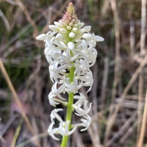 Stackhousia monogyna at Mallacoota, VIC - 10 Sep 2023