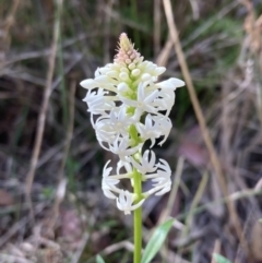 Stackhousia monogyna at Mallacoota, VIC - 10 Sep 2023