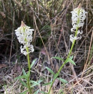 Stackhousia monogyna at Mallacoota, VIC - 10 Sep 2023