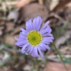 Brachyscome spathulata at Mallacoota, VIC - 10 Sep 2023 11:05 AM
