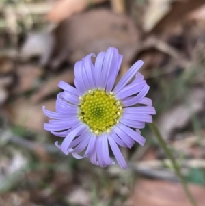 Brachyscome spathulata at Mallacoota, VIC - 10 Sep 2023