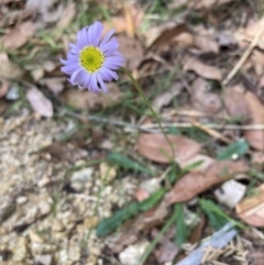 Brachyscome spathulata at Mallacoota, VIC - 10 Sep 2023