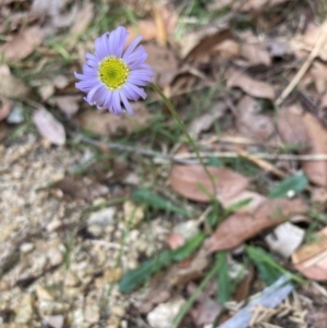 Brachyscome spathulata at Mallacoota, VIC - 10 Sep 2023 11:05 AM