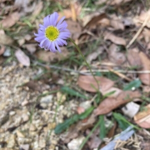 Brachyscome spathulata at Mallacoota, VIC - 10 Sep 2023