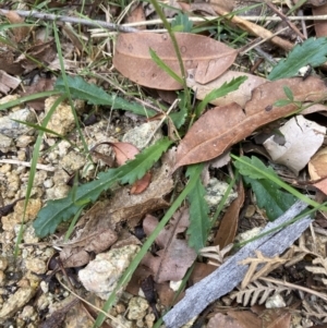 Brachyscome spathulata at Mallacoota, VIC - 10 Sep 2023