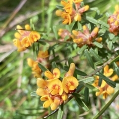 Pultenaea retusa (Blunt Bush-pea) at Mallacoota, VIC - 10 Sep 2023 by AnneG1