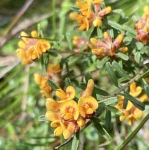 Pultenaea retusa at Mallacoota, VIC - 10 Sep 2023