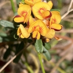 Pultenaea retusa at Mallacoota, VIC - 10 Sep 2023