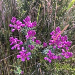 Comesperma ericinum (Heath Milkwort) at Mallacoota, VIC - 10 Sep 2023 by AnneG1