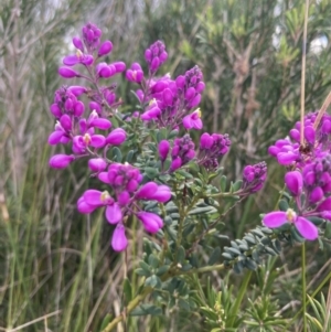 Comesperma ericinum at Mallacoota, VIC - 10 Sep 2023