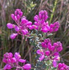 Comesperma ericinum at Mallacoota, VIC - 10 Sep 2023