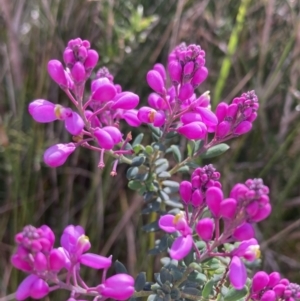 Comesperma ericinum at Mallacoota, VIC - 10 Sep 2023