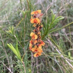 Dillwynia sericea (Egg And Bacon Peas) at Mallacoota, VIC - 10 Sep 2023 by AnneG1