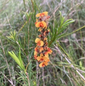 Dillwynia sericea at Mallacoota, VIC - 10 Sep 2023 11:10 AM