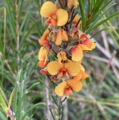 Dillwynia sericea at Mallacoota, VIC - 10 Sep 2023