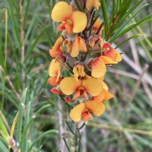 Dillwynia sericea at Mallacoota, VIC - 10 Sep 2023