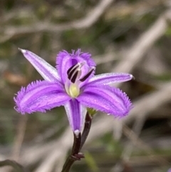 Thysanotus patersonii (Twining Fringe Lily) at Mallacoota, VIC - 10 Sep 2023 by AnneG1