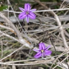 Thysanotus patersonii at Mallacoota, VIC - 10 Sep 2023