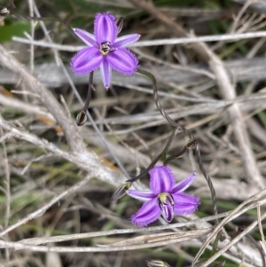 Thysanotus patersonii at Mallacoota, VIC - 10 Sep 2023