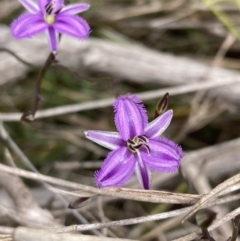 Thysanotus patersonii at Mallacoota, VIC - 10 Sep 2023