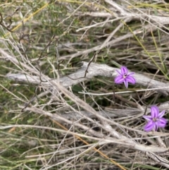 Thysanotus patersonii at Mallacoota, VIC - 10 Sep 2023 11:18 AM