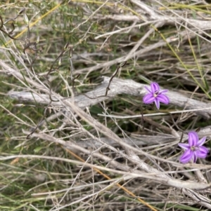 Thysanotus patersonii at Mallacoota, VIC - 10 Sep 2023