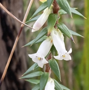 Epacris impressa at Mallacoota, VIC - 10 Sep 2023