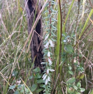 Epacris impressa at Mallacoota, VIC - 10 Sep 2023