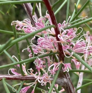 Hakea decurrens at Mallacoota, VIC - 10 Sep 2023