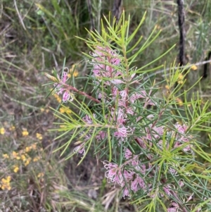 Hakea decurrens at Mallacoota, VIC - 10 Sep 2023